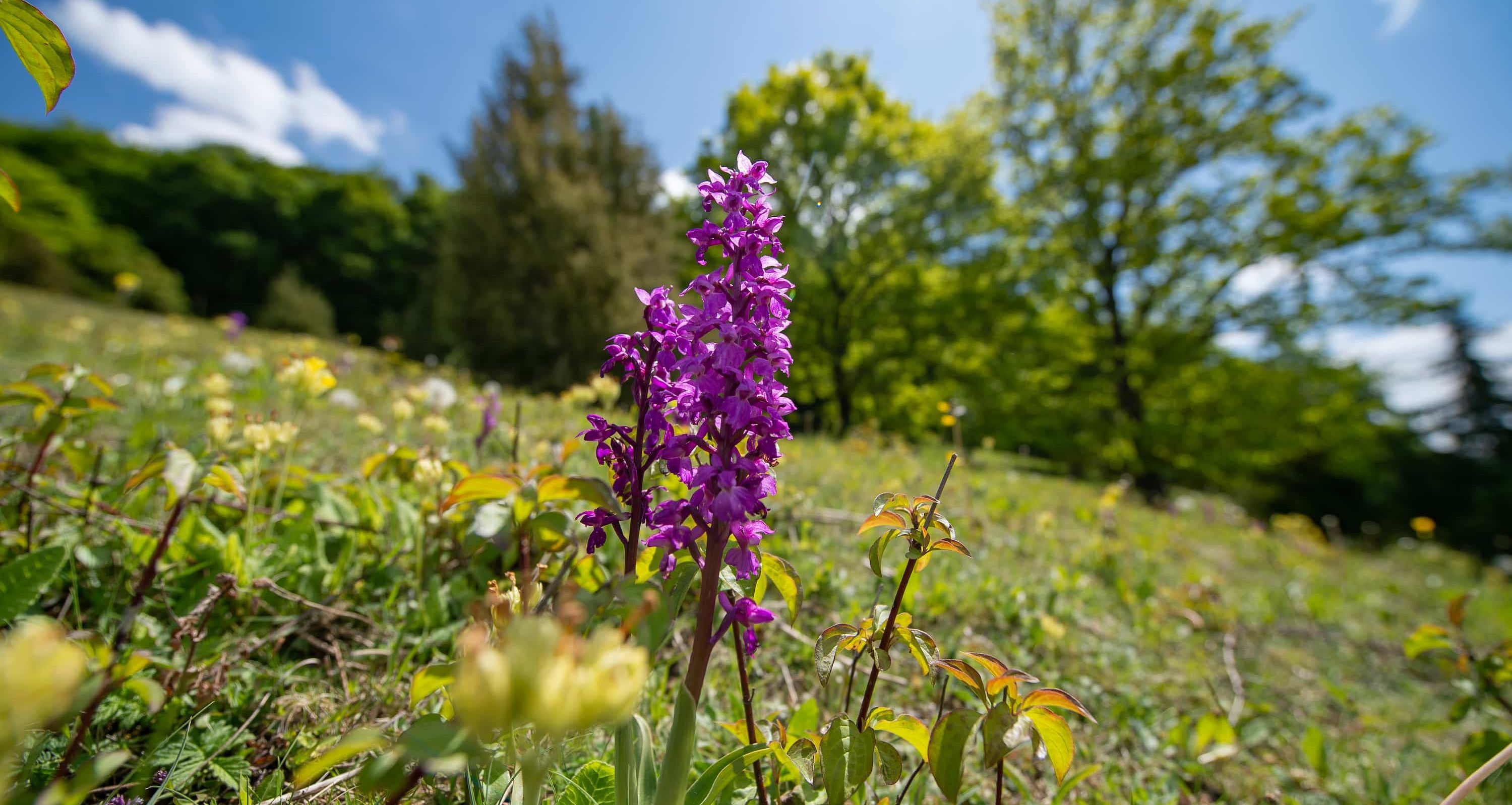 Kisssalis Bad Kissingen Entdecken Rhoen Natur Blume
